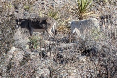 Notice the albino burro on the right