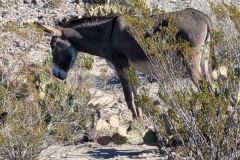 Beautiful burro