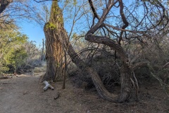 Large cottonwood - indicated that there was water in the ground