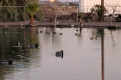 PXL_20260112_012304928-scaled