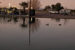 Resident ducks in Barstow