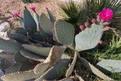 Prickly pear cactus in bloom