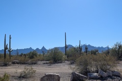 The Sonoran Desert - with mountains, Saguaro cactus, and lots of other plants. No Organ Pipe Cactus in this photo.