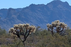 Teddy Bear Cholla - has dangerous barbed spines that will "jump" onto people and animals