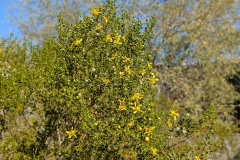 Flowering bush