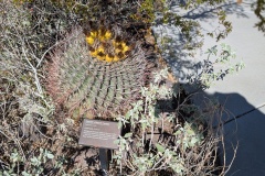 Barrel Cactus, common in Organ Pipe Monument
