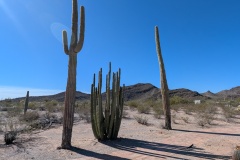Two Saguaro cacti (L - with arms, R - no arms), and Organ Pipe Cactus in the middle