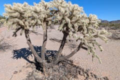 Teddy Bear Cholla, looks "soft", but it's not!