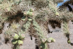 Do NOT brush into this bush!