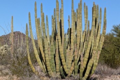 Cluster of Organ Pipe Cacti