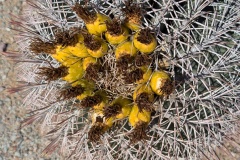 Close up of larger barrel cactus