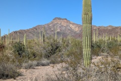 Lots of Saguaro Cacti - notice that only a very few have arms