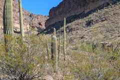Starting up a trail, lots of both Saguaro and Organ Pipe Cacti