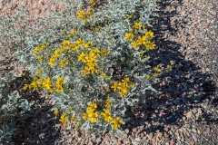 Low growing flowering plant