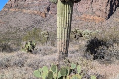 Looks like a stumped Saguaro Cactus with a bunch of arms, and a prickly pear cactus below