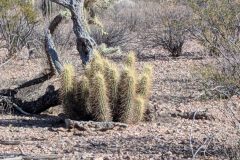 Notice the little head on the left under the cactus, you can see him/her in next photo