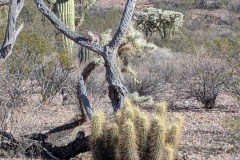 See the ground squirrel in the branches