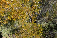 Flowering in January