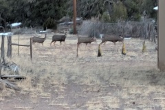 Deer family wandering through