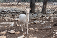 AXIS - Albino?