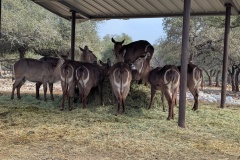 WATERBUCK