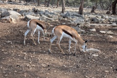 SPRINGBOK