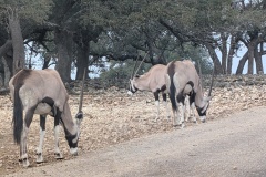 GEMSBOK