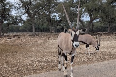 GEMSBOK
