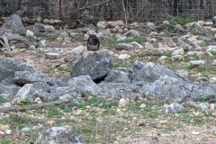 GROUND CREATURE