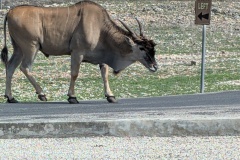 KUDU?