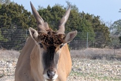 KUDU?