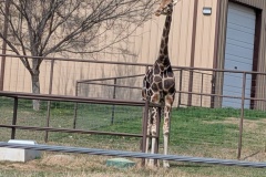 RETICULATED GIRAFFE