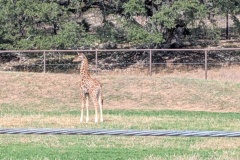 YOUNG GIRAFFE