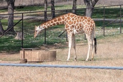 GIRAFFE