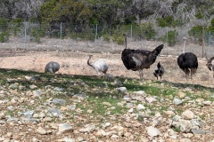 Several OSTRICHES and other birds