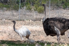 White Bird and OSTRICH