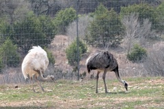 White Bird and EMU