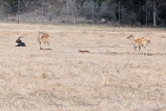 IMPALAS