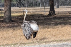 EMU