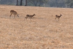 IMPALAS