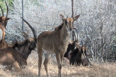 SABLE ANTELOPES