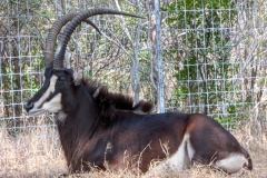 SABLE ANTELOPE