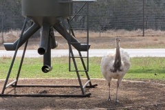 White Bird, next to feeder