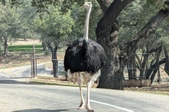 OSTRICH - came right up to our car