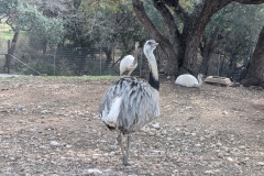 RHEA?