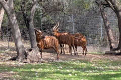 BONGO