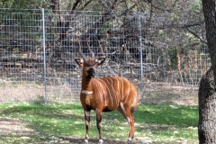 BONGO