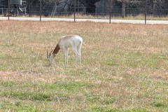 DAMA GAZELLE