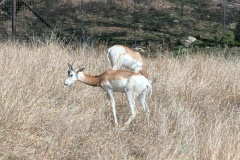 DAMA GAZELLES