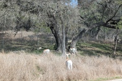 DAMA GAZELLES